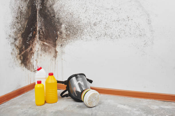 Best Mold Damage Repair  in North Kensington, MD
