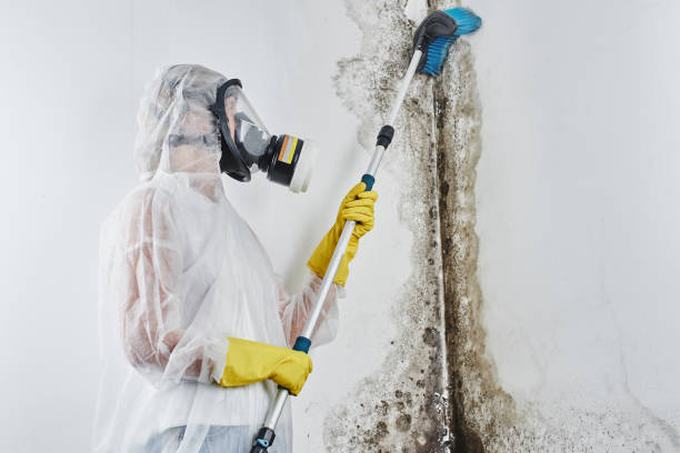 Best Office Mold Removal Services  in North Kensington, MD