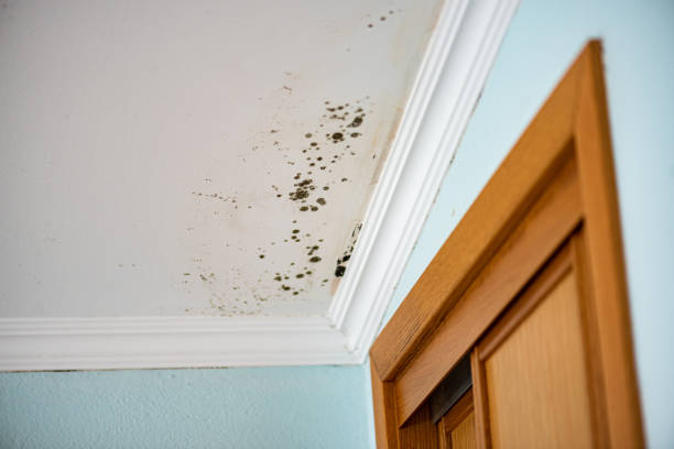 Best Toxic Mold Removal  in North Kensington, MD