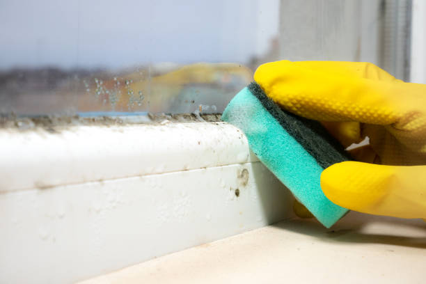 Best Office Mold Removal Services  in North Kensington, MD