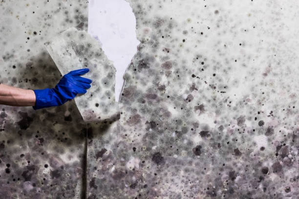Best Fast Mold Removal  in North Kensington, MD