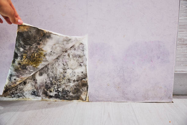 Best Professional Mold Removal  in North Kensington, MD